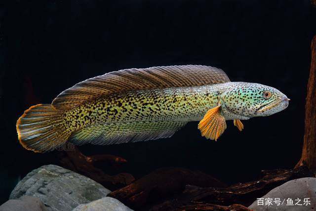 马山子镇水之缘水族馆（马山子镇水之缘水族馆电话）