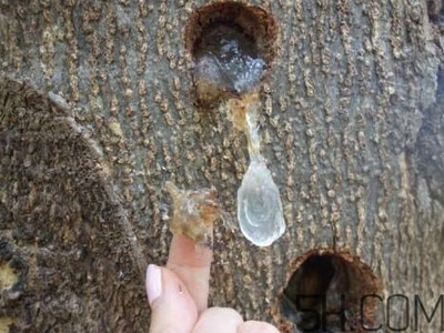 孕妇能喝雪燕吗