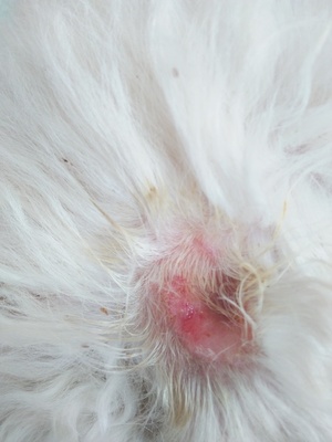 幼犬皮肤病初期狗狗得了皮肤病怎么办
