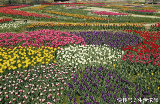 武汉有哪些便宜的鲜花
