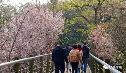 常州红梅公园樱花