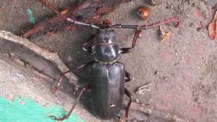 老农民最想抓的三种野味,营养价又高其中一种要价600元一斤