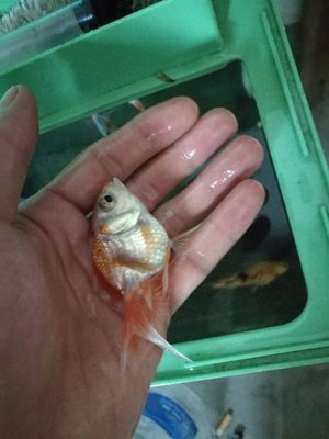 金鱼怎么怀孕