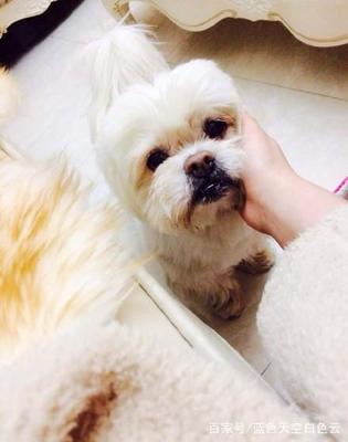 小白狗取名