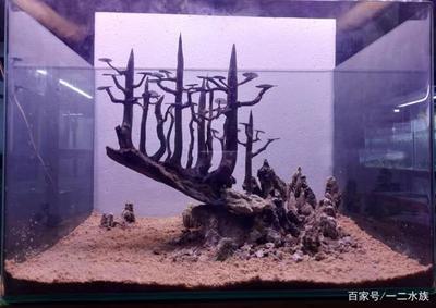 昌都水族館鸚鵡到家第三天顏色逐漸恢復(fù)雞凍啊