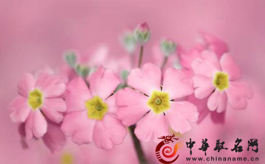 花卉店铺起名