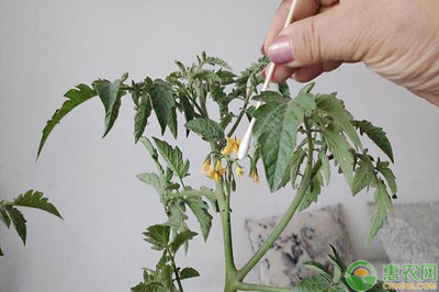 阳台种西红柿要授粉吗