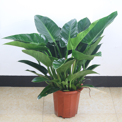 室内绿植品种