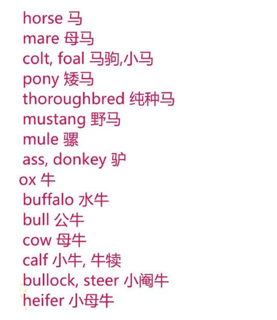 野马英语单词怎么写