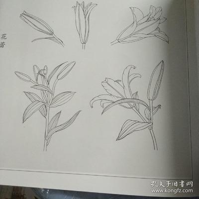 百合花苞怎么画