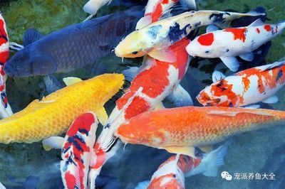 广州有几个观赏鱼市场：广州有多少观赏鱼市场