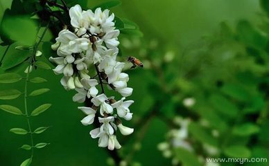 做梦梦见摘槐花