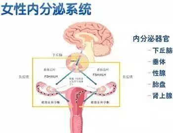 内分泌失调排卵期出血