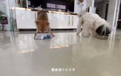 狗吃饭的盆叫什么