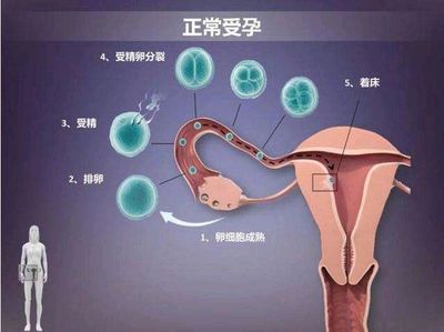 正常怀孕精子最少要达到多少