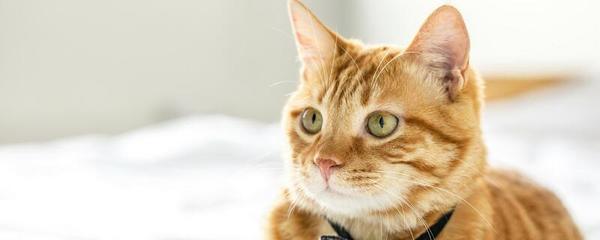 做梦打死猫是什么意思