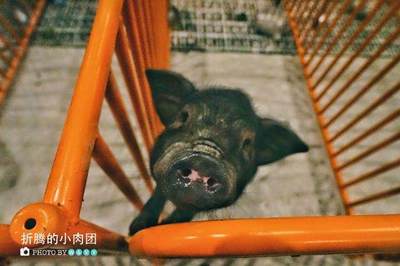 猪猪名字大全萌