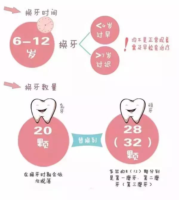 幼儿的乳牙共多少个