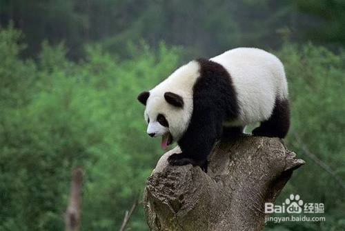 大熊猫怎么描写