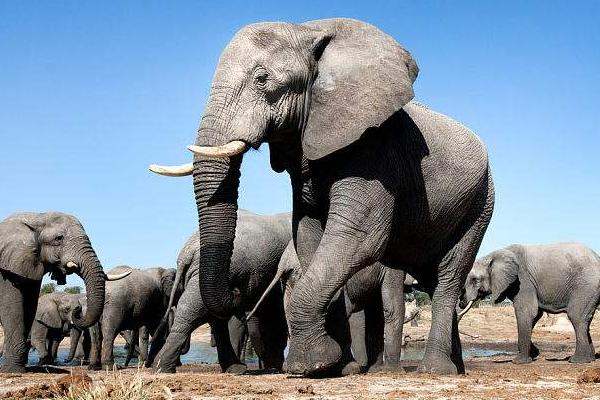 大象的种类有多少种