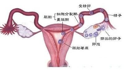 正常怀孕精子最少要达到多少