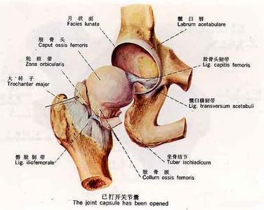 怀孕股骨头疼怎么回事