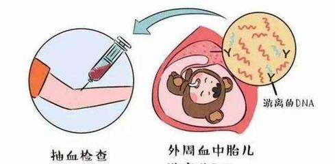 孕妇外周血