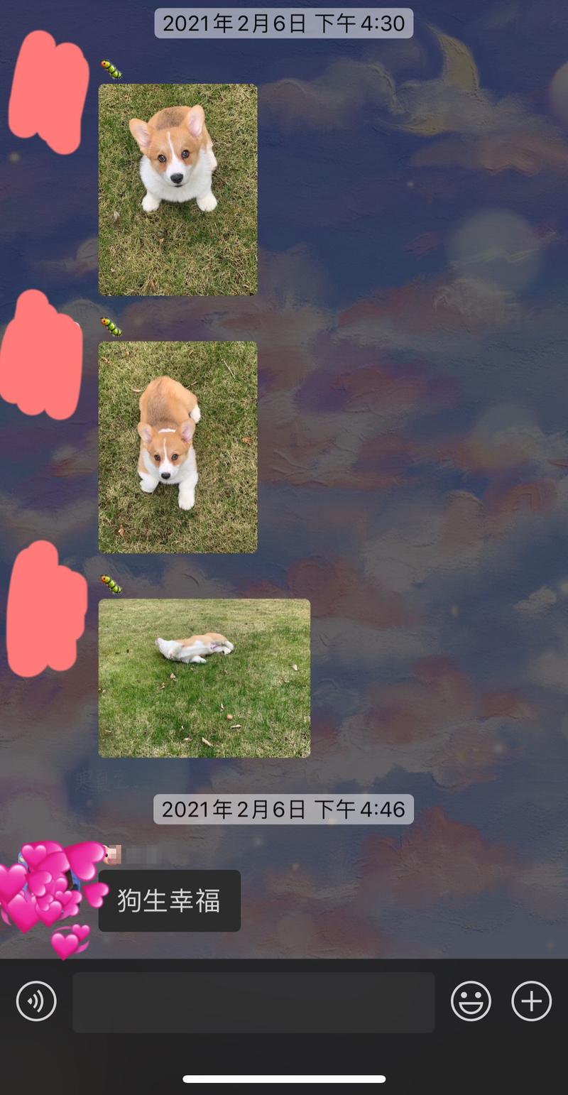 给狗取名字
