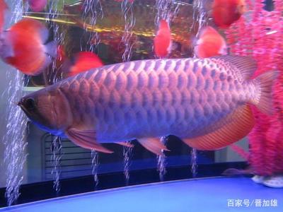 鐘山區(qū)鑫水緣觀賞魚銷售部