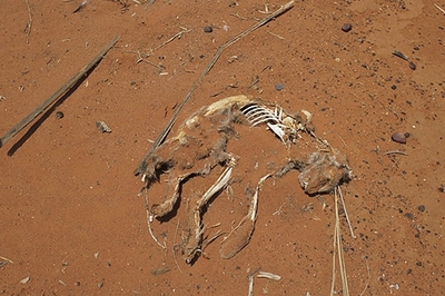 孕妇梦到死猫