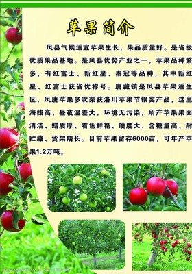 苹果的简介