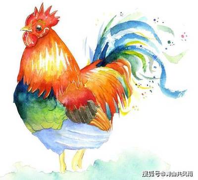 属鸡的人命运怎么样