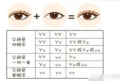 双眼皮的遗传