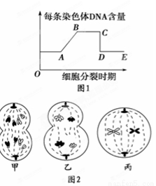 体细胞有多少基因