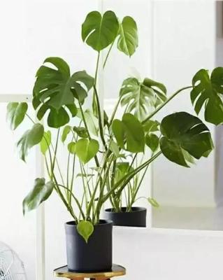 室内植物甲醛