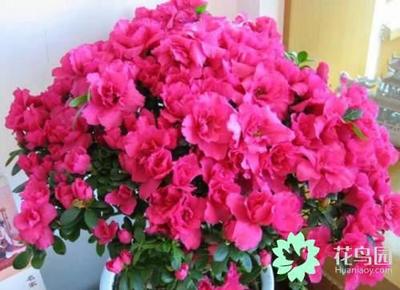 杜鹃花能放卧室吗