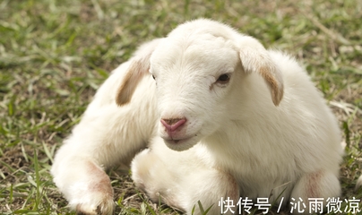 属羊是哪年出生