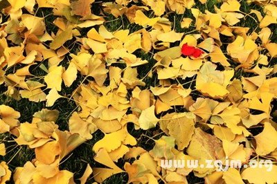孕妇梦见拜神