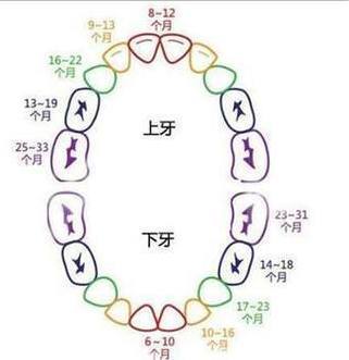 几个月长牙齿
