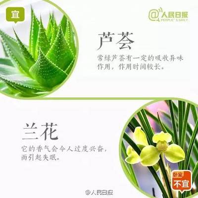 兰花对孕妇有影响吗