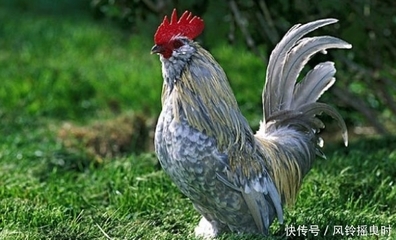 鸡前面是什么生肖