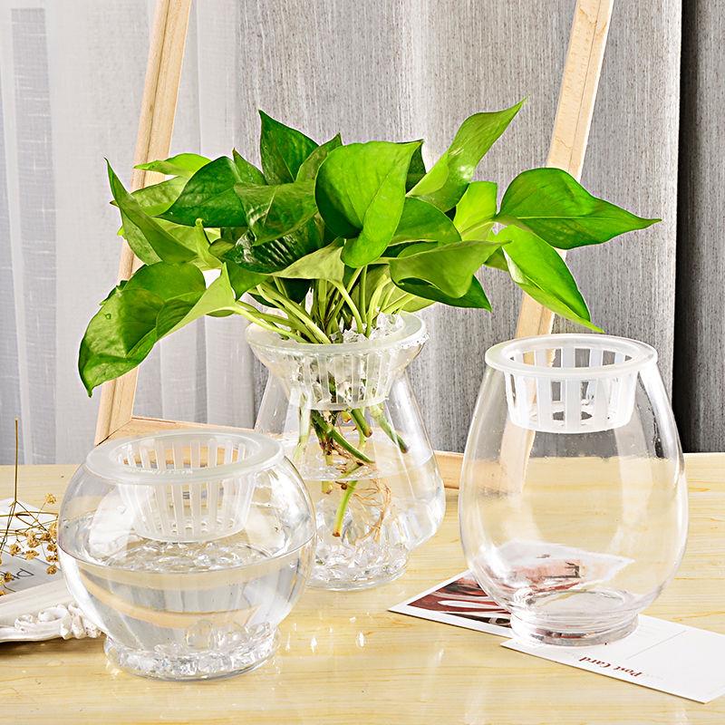 室内水养植物