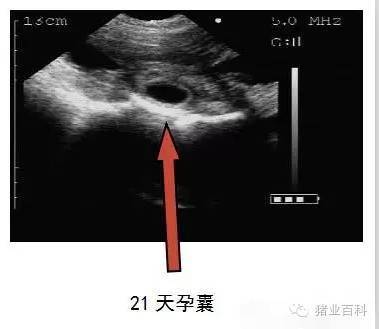 怀孕21天能看到孕囊吗