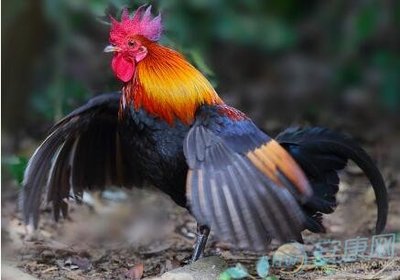 孕妇梦见母鸡