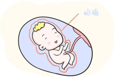 胎儿吸收营养过程图