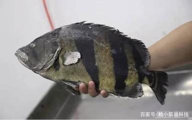 懷化觀賞魚(yú)交流群有哪些群?。簯鸦^賞魚(yú)交流群有哪些群啊微信