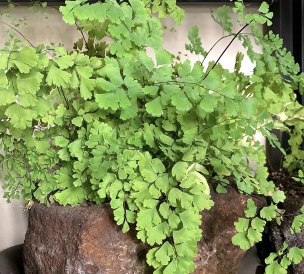 铁线蕨的寓意