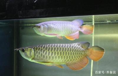 金龙鱼怎么生小鱼：金龙鱼的繁殖过程