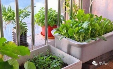 阳台上适合种什么蔬菜