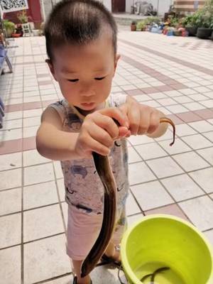 两岁宝宝可以吃鳝鱼吗